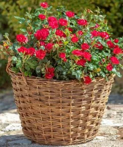 Fast Growing Trees Petite Knock Out® Rose See All Flowering Trees 13 Fast Growing Trees Petite Knock Out® Rose See All Flowering Trees