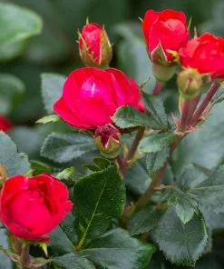 Fast Growing Trees Petite Knock Out® Rose See All Flowering Trees 10 Fast Growing Trees Petite Knock Out® Rose See All Flowering Trees