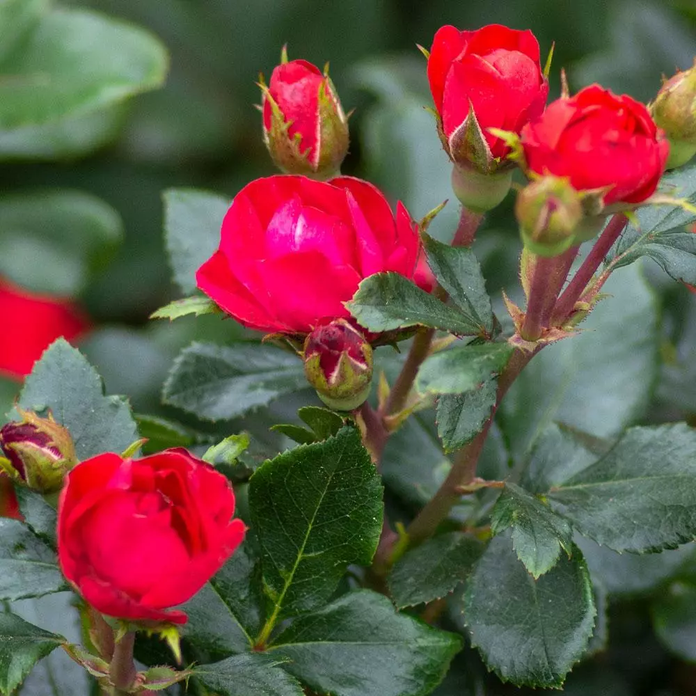 Fast Growing Trees Petite Knock Out® Rose See All Flowering Trees 5 Fast Growing Trees Petite Knock Out® Rose See All Flowering Trees