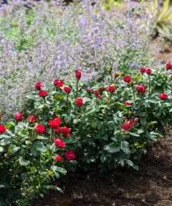 Fast Growing Trees Petite Knock Out® Rose See All Flowering Trees 11 Fast Growing Trees Petite Knock Out® Rose See All Flowering Trees