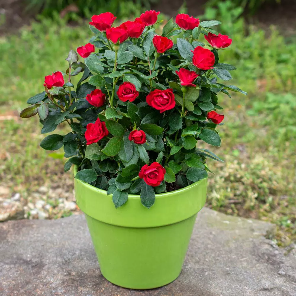 Fast Growing Trees Petite Knock Out® Rose See All Flowering Trees 4 Fast Growing Trees Petite Knock Out® Rose See All Flowering Trees