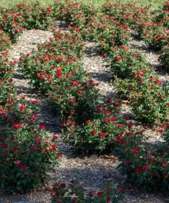 Fast Growing Trees Petite Knock Out® Rose See All Flowering Trees 12 Fast Growing Trees Petite Knock Out® Rose See All Flowering Trees