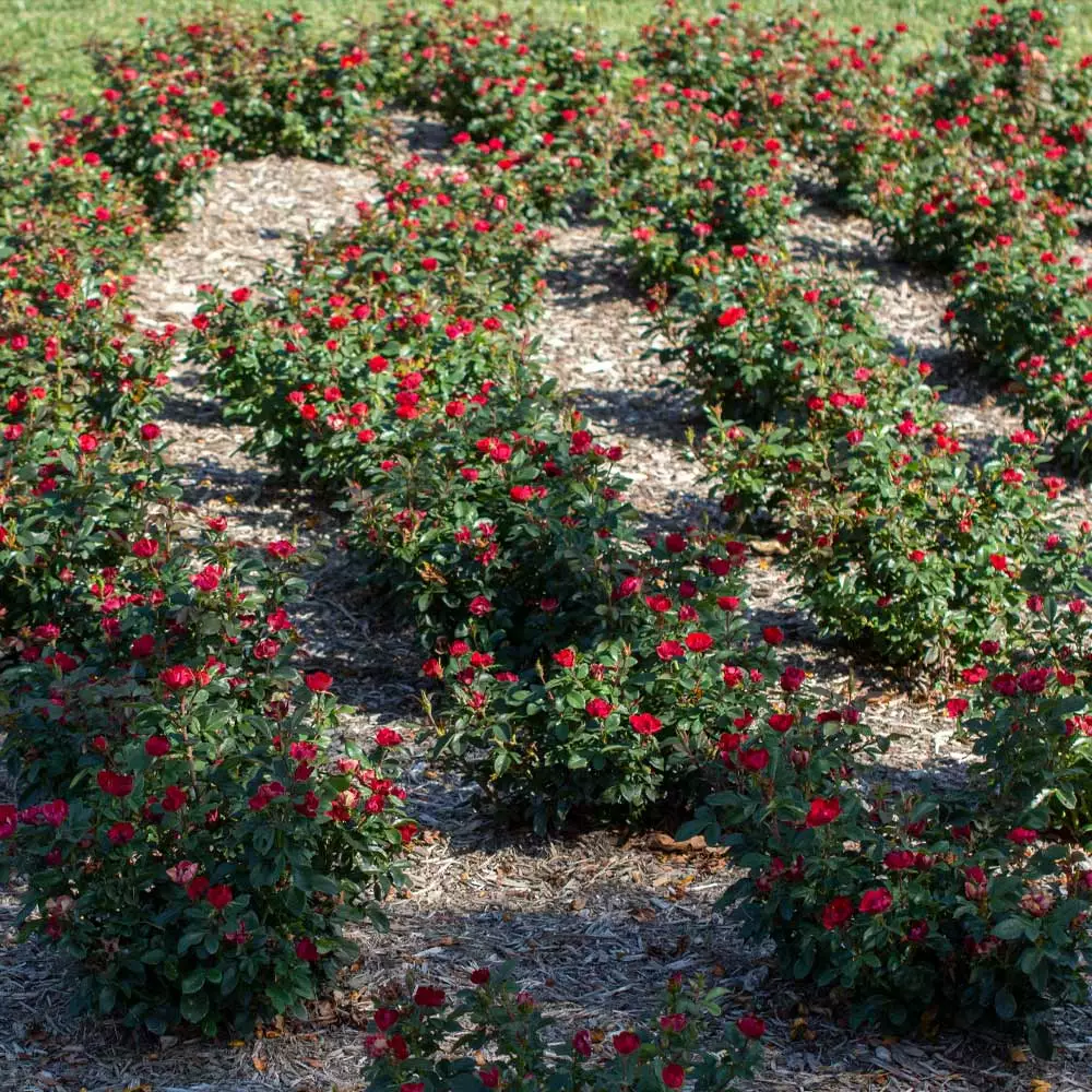 Fast Growing Trees Petite Knock Out® Rose See All Flowering Trees 7 Fast Growing Trees Petite Knock Out® Rose See All Flowering Trees