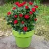 Fast Growing Trees Petite Knock Out® Rose See All Flowering Trees 2 Fast Growing Trees Petite Knock Out® Rose See All Flowering Trees