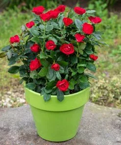 Fast Growing Trees Petite Knock Out® Rose See All Flowering Trees