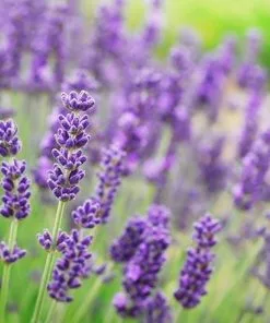Fast Growing Trees Phenomenal™ Lavender Plant See All Shrubs & Hedges 9 Fast Growing Trees Phenomenal™ Lavender Plant See All Shrubs & Hedges
