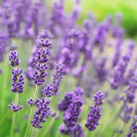 Fast Growing Trees Phenomenal™ Lavender Plant See All Shrubs & Hedges 5 Fast Growing Trees Phenomenal™ Lavender Plant See All Shrubs & Hedges