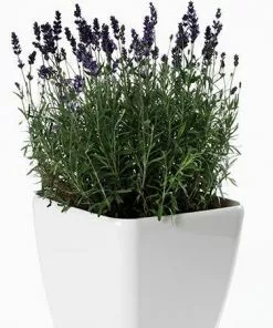 Fast Growing Trees Phenomenal™ Lavender Plant See All Shrubs & Hedges 11 Fast Growing Trees Phenomenal™ Lavender Plant See All Shrubs & Hedges