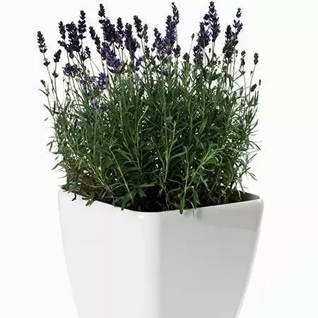 Fast Growing Trees Phenomenal™ Lavender Plant See All Shrubs & Hedges 7 Fast Growing Trees Phenomenal™ Lavender Plant See All Shrubs & Hedges