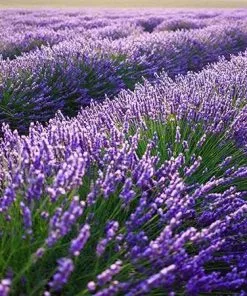 Fast Growing Trees Phenomenal™ Lavender Plant See All Shrubs & Hedges 10 Fast Growing Trees Phenomenal™ Lavender Plant See All Shrubs & Hedges