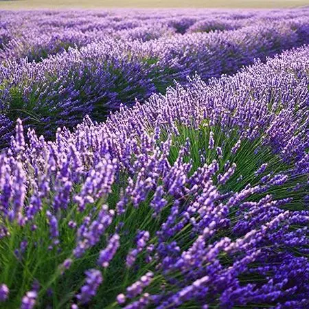 Fast Growing Trees Phenomenal™ Lavender Plant See All Shrubs & Hedges 6 Fast Growing Trees Phenomenal™ Lavender Plant See All Shrubs & Hedges