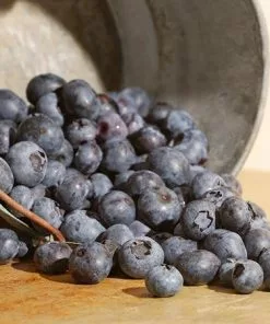 Fast Growing Trees Aurora Blueberry Bush - USDA Organic Blueberry Bushes 11 Fast Growing Trees Aurora Blueberry Bush - USDA Organic Blueberry Bushes