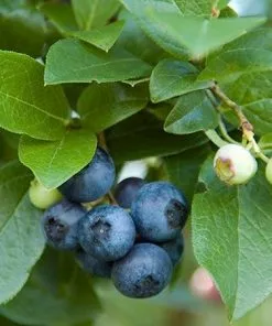 Fast Growing Trees Aurora Blueberry Bush - USDA Organic Blueberry Bushes