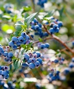 Fast Growing Trees Aurora Blueberry Bush - USDA Organic Blueberry Bushes 10 Fast Growing Trees Aurora Blueberry Bush - USDA Organic Blueberry Bushes