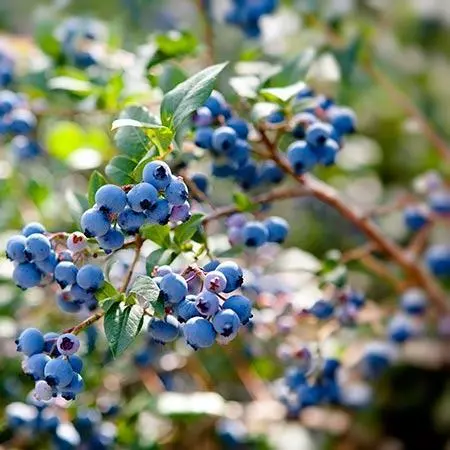 Fast Growing Trees Aurora Blueberry Bush - USDA Organic Blueberry Bushes 6 Fast Growing Trees Aurora Blueberry Bush - USDA Organic Blueberry Bushes