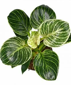 Fast Growing Trees Birkin Philodendron Plant 12 Fast Growing Trees Birkin Philodendron Plant
