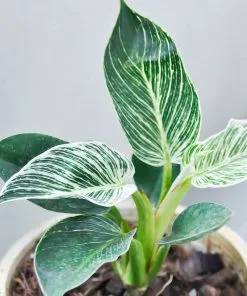 Fast Growing Trees Birkin Philodendron Plant 14 Fast Growing Trees Birkin Philodendron Plant