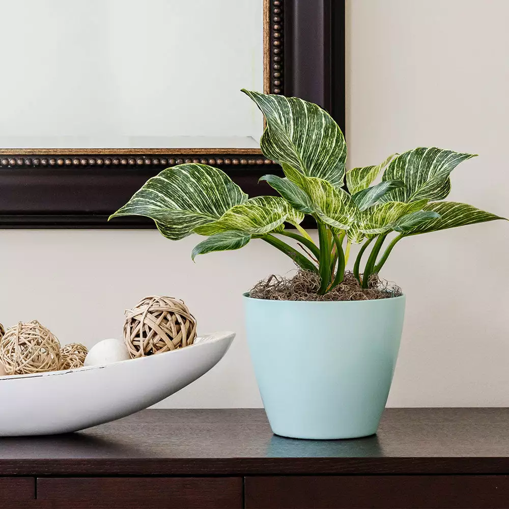 Fast Growing Trees Birkin Philodendron Plant 4 Fast Growing Trees Birkin Philodendron Plant