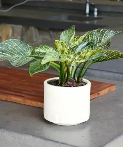 Fast Growing Trees Birkin Philodendron Plant 13 Fast Growing Trees Birkin Philodendron Plant