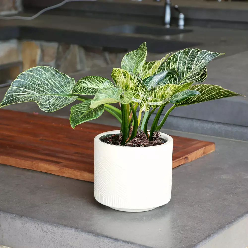 Fast Growing Trees Birkin Philodendron Plant 6 Fast Growing Trees Birkin Philodendron Plant