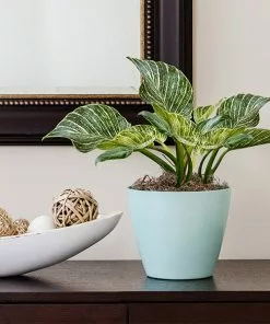 Fast Growing Trees Birkin Philodendron Plant