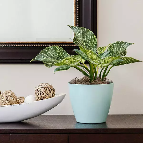 Fast Growing Trees Birkin Philodendron Plant 3 Fast Growing Trees Birkin Philodendron Plant