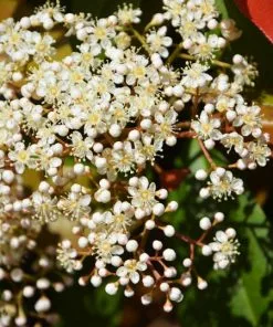 Fast Growing Trees Fraser Photinia - Tree Form 9 Fast Growing Trees Fraser Photinia - Tree Form
