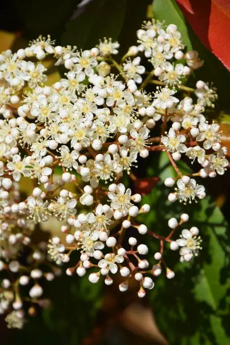 Fast Growing Trees Fraser Photinia - Tree Form 6 Fast Growing Trees Fraser Photinia - Tree Form