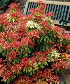 Fast Growing Trees Pieris Mountain Fire Plant See All Shrubs & Hedges 7 Fast Growing Trees Pieris Mountain Fire Plant See All Shrubs & Hedges