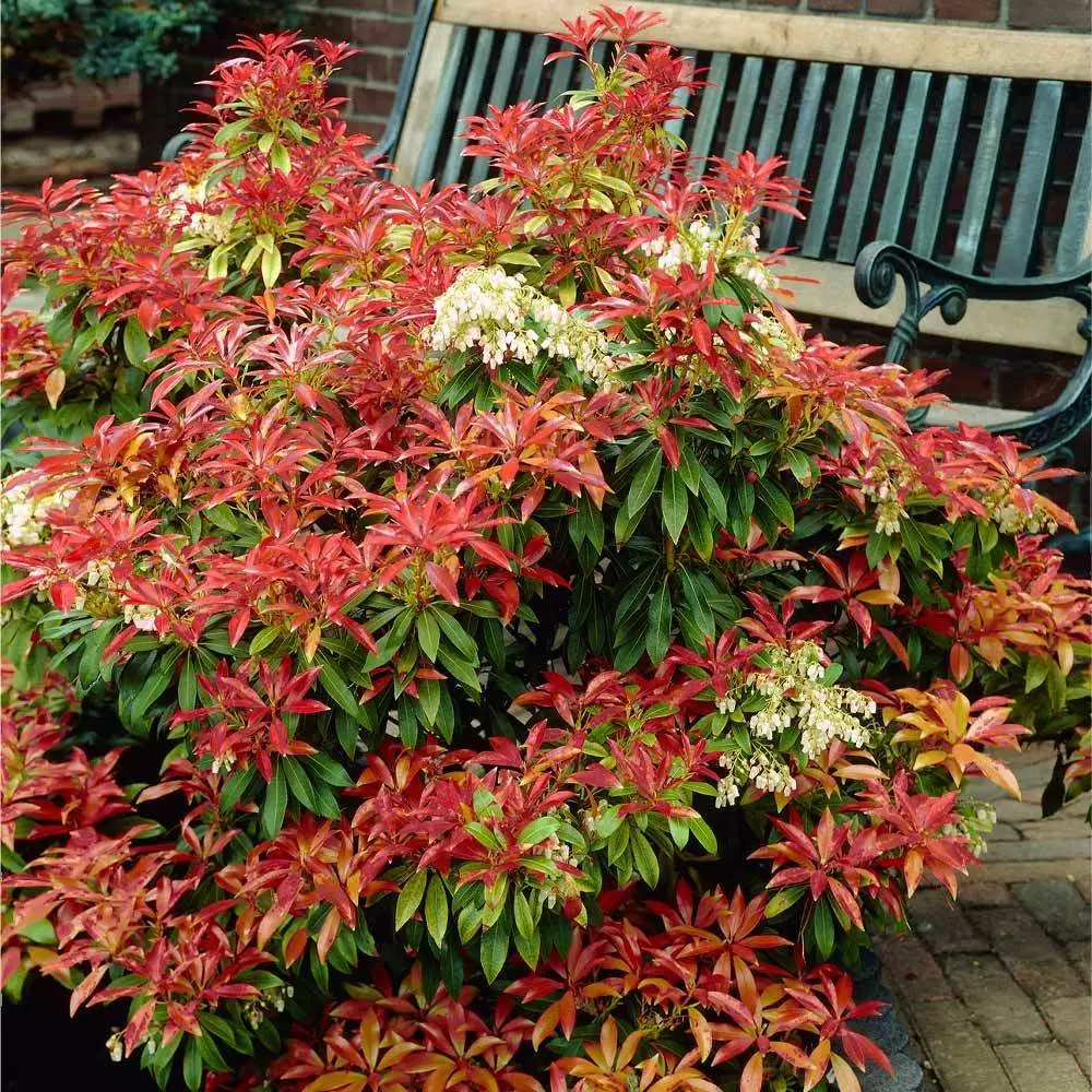 Fast Growing Trees Pieris Mountain Fire Plant See All Shrubs & Hedges 4 Fast Growing Trees Pieris Mountain Fire Plant See All Shrubs & Hedges