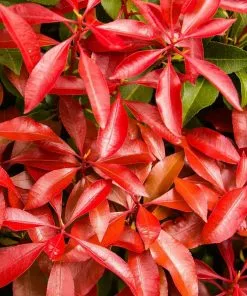 Fast Growing Trees Pieris Mountain Fire Plant See All Shrubs & Hedges 8 Fast Growing Trees Pieris Mountain Fire Plant See All Shrubs & Hedges