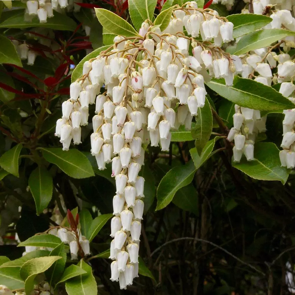 Fast Growing Trees Pieris Mountain Fire Plant See All Shrubs & Hedges 6 Fast Growing Trees Pieris Mountain Fire Plant See All Shrubs & Hedges