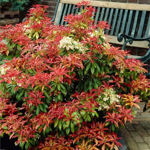 Fast Growing Trees Pieris Mountain Fire Plant See All Shrubs & Hedges 3 Fast Growing Trees Pieris Mountain Fire Plant See All Shrubs & Hedges