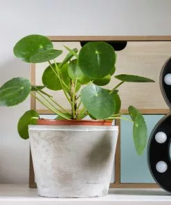Fast Growing Trees Pilea Peperomioides (Pancake Plant) Pet Friendly House Plants 8 Fast Growing Trees Pilea Peperomioides (Pancake Plant) Pet Friendly House Plants