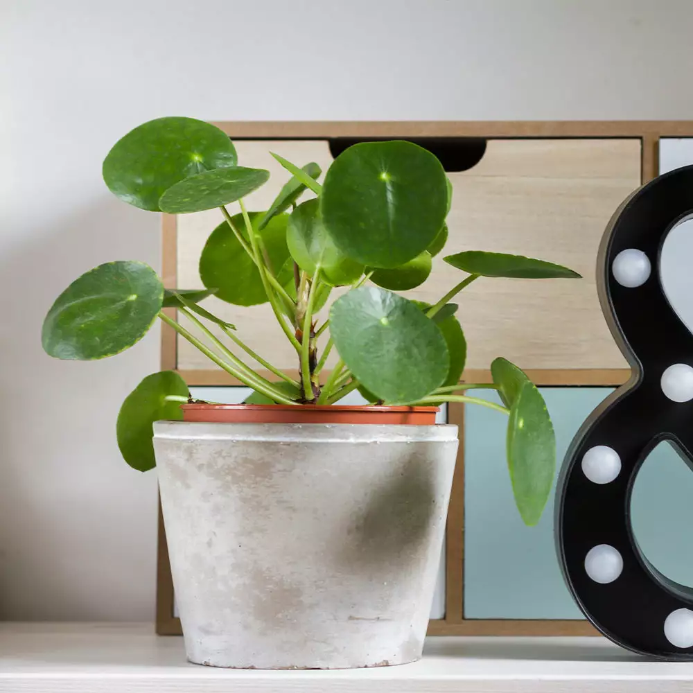 Fast Growing Trees Pilea Peperomioides (Pancake Plant) Pet Friendly House Plants 5 Fast Growing Trees Pilea Peperomioides (Pancake Plant) Pet Friendly House Plants
