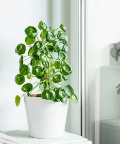 Fast Growing Trees Pilea Peperomioides (Pancake Plant) Pet Friendly House Plants