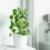Fast Growing Trees Pilea Peperomioides (Pancake Plant) Pet Friendly House Plants 1 Fast Growing Trees Pilea Peperomioides (Pancake Plant) Pet Friendly House Plants