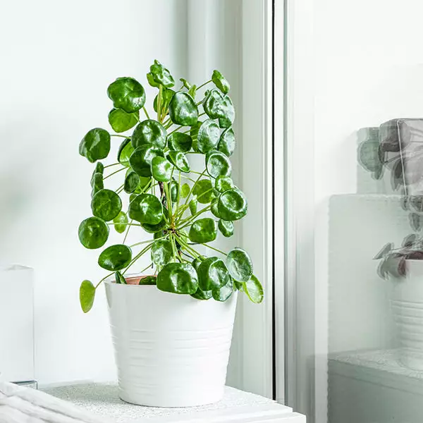 Fast Growing Trees Pilea Peperomioides (Pancake Plant) Pet Friendly House Plants 3 Fast Growing Trees Pilea Peperomioides (Pancake Plant) Pet Friendly House Plants