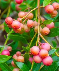 Fast Growing Trees Blueberry Bushes Pink Lemonade Blueberry Bush 8 Fast Growing Trees Blueberry Bushes Pink Lemonade Blueberry Bush