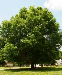 Fast Growing Trees Pin Oak Tree