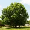 Fast Growing Trees Pin Oak Tree 1 Fast Growing Trees Pin Oak Tree