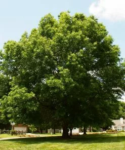 Fast Growing Trees Pin Oak Tree