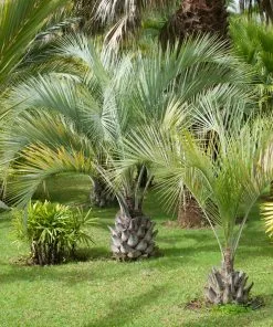 Fast Growing Trees Palm Trees Pindo Palm 8 Fast Growing Trees Palm Trees Pindo Palm
