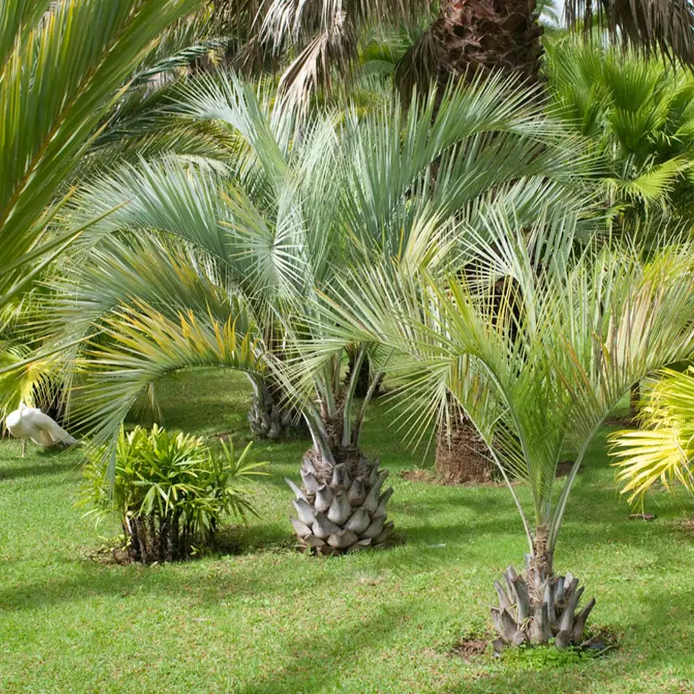 Fast Growing Trees Palm Trees Pindo Palm 5 Fast Growing Trees Palm Trees Pindo Palm