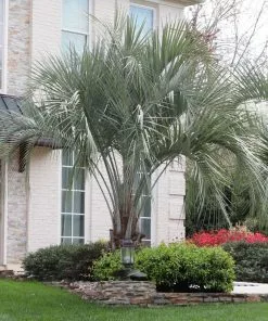 Fast Growing Trees Palm Trees Pindo Palm 9 Fast Growing Trees Palm Trees Pindo Palm