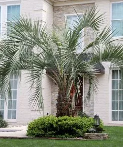 Fast Growing Trees Palm Trees Pindo Palm 7 Fast Growing Trees Palm Trees Pindo Palm
