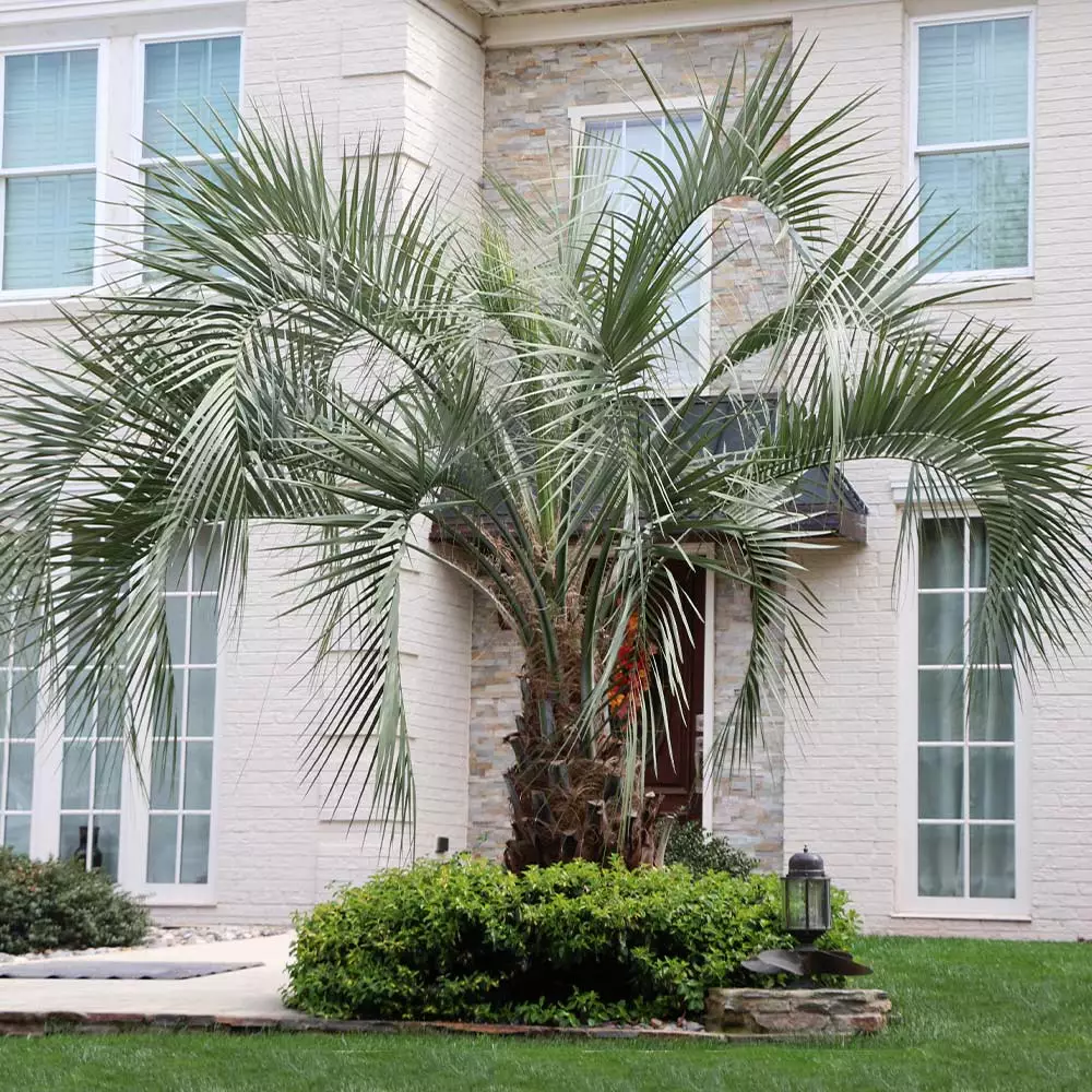 Fast Growing Trees Palm Trees Pindo Palm 4 Fast Growing Trees Palm Trees Pindo Palm