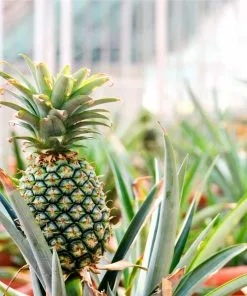 Fast Growing Trees Sugarloaf Pineapple Plant See All Fruit Trees