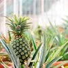 Fast Growing Trees Sugarloaf Pineapple Plant See All Fruit Trees 2 Fast Growing Trees Sugarloaf Pineapple Plant See All Fruit Trees