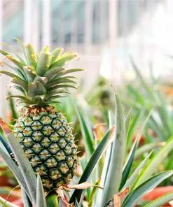 Fast Growing Trees Sugarloaf Pineapple Plant See All Fruit Trees